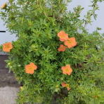 Nátržník krovitý (Potentilla fruticosa) ´MARIAN RED ROBIN´® - výška 20-30 cm, kont. C2L